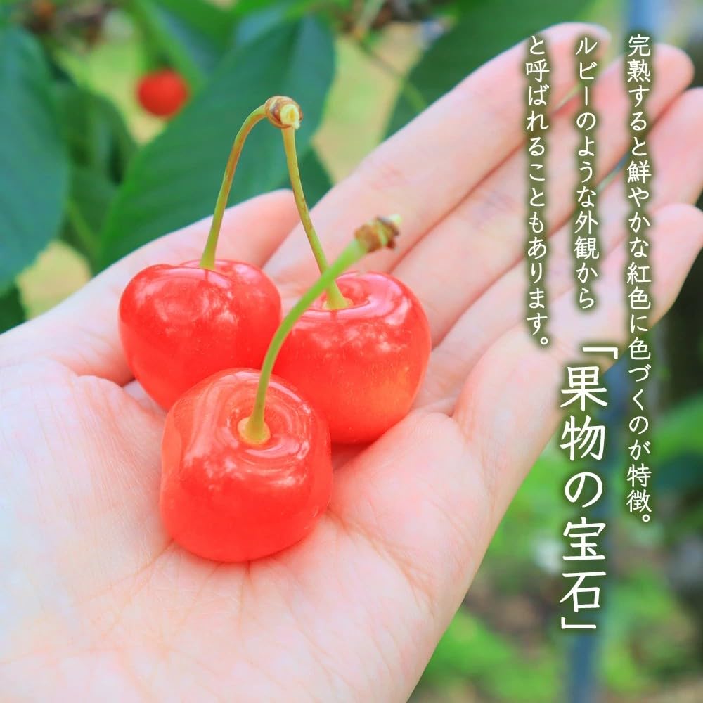 Amazon.co.jp: さくらんぼ 佐藤錦 山形県産 秀品 1kg (500g×2) L玉 2L